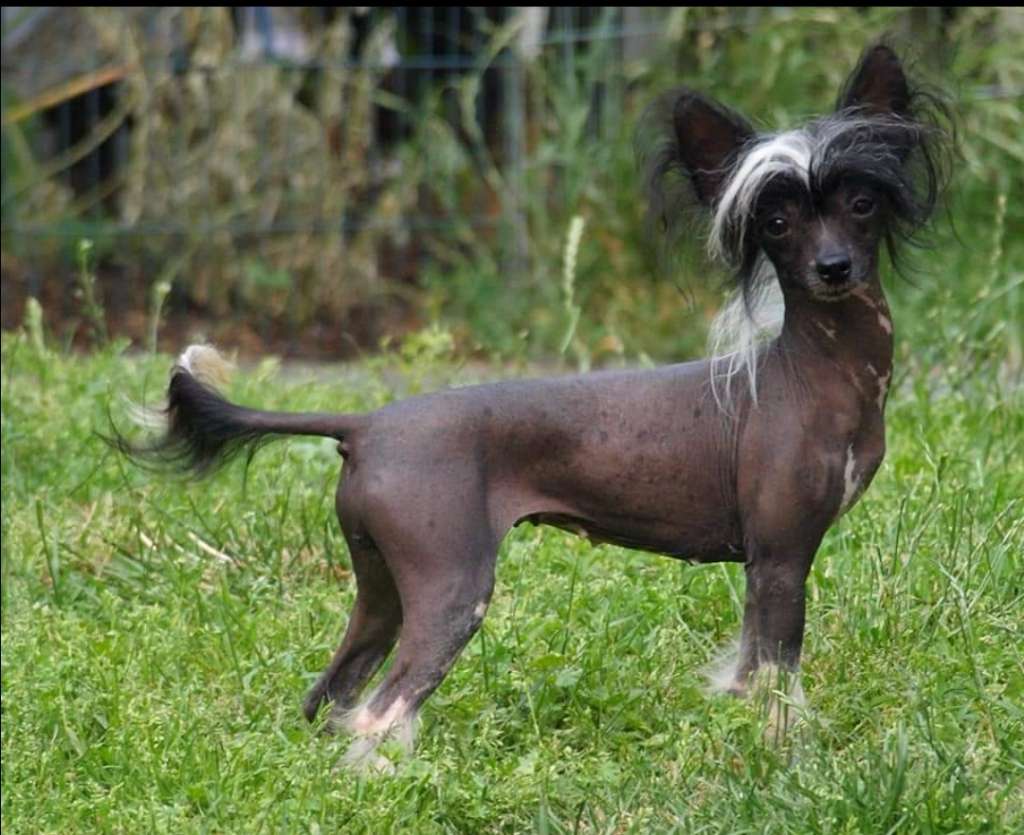 Adventure Girl Star of Golden Lily