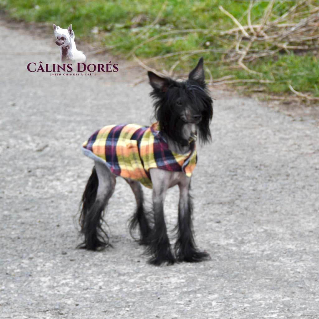 Tchaï Vaïka des calins dores