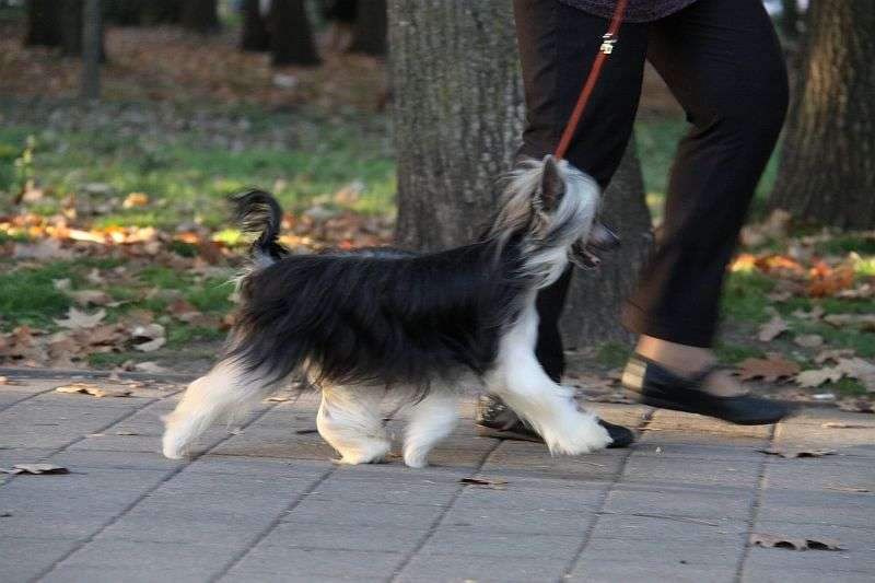 Zheneva-Debjut Kometa