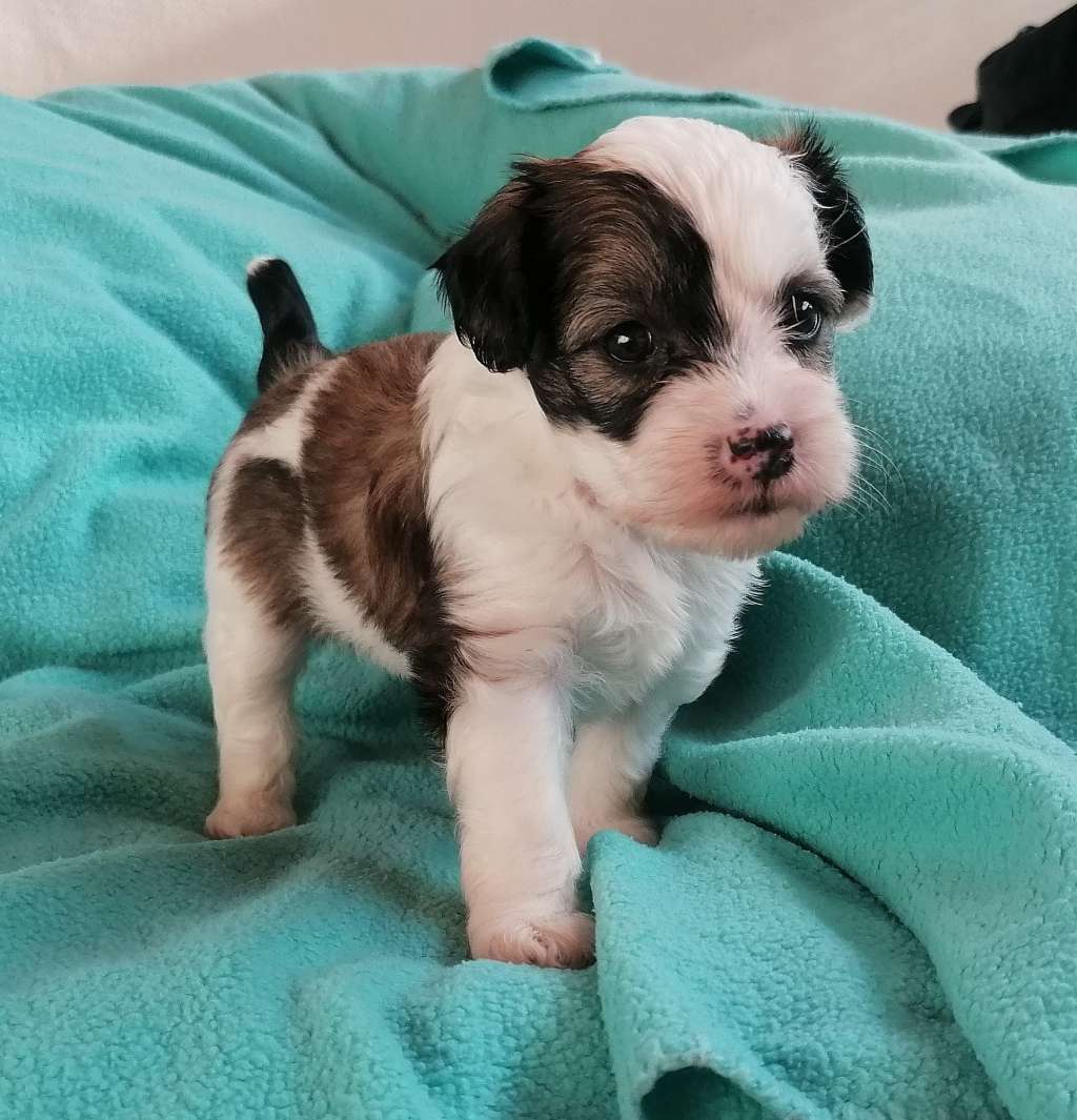 Be My Dog's Ojo De La Cara