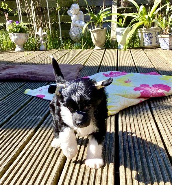 U Dare Me von Shinbashi