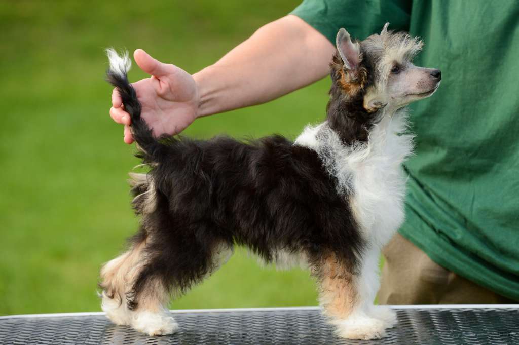 Family Song's Violette