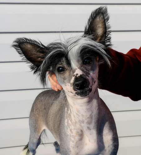 Rosen's  Keeper of the Stone