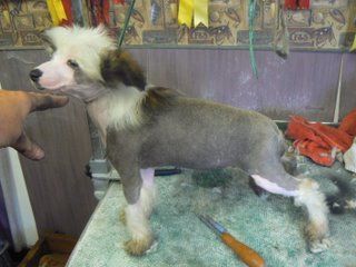 Doucai's Tongue In Cheek