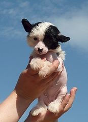 Apriori Vip Ekaterina