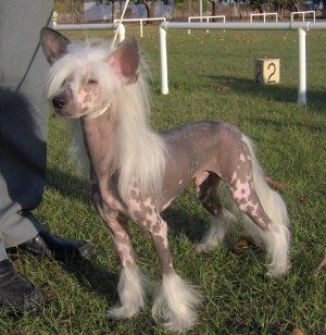 Mohawk Feathered Pony