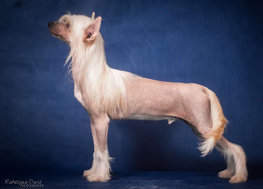 Jack Daniels Iz Serebryanogo Raya