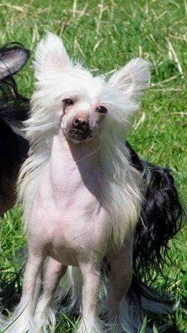 Adel' My Dream  Natalexx Life