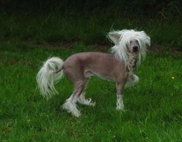 Belshaw's Blue Label