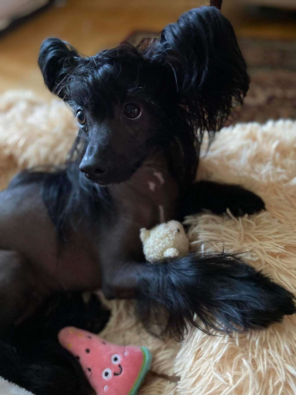 Aurelia Ciche Marzenia(FCI)