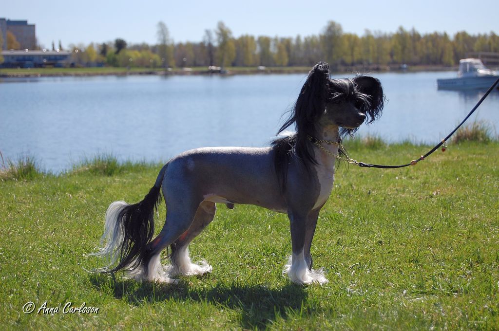 Mhalhi's Great Is Great