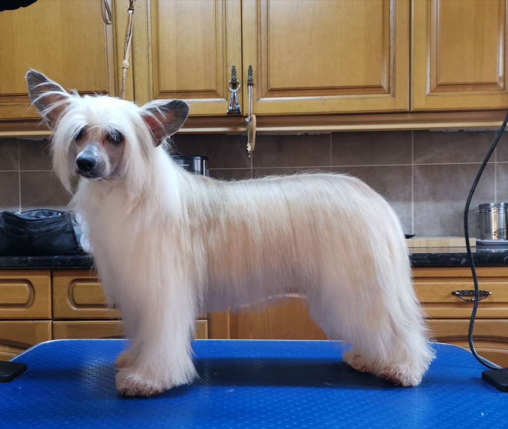 Eldy Lady Freuhartang