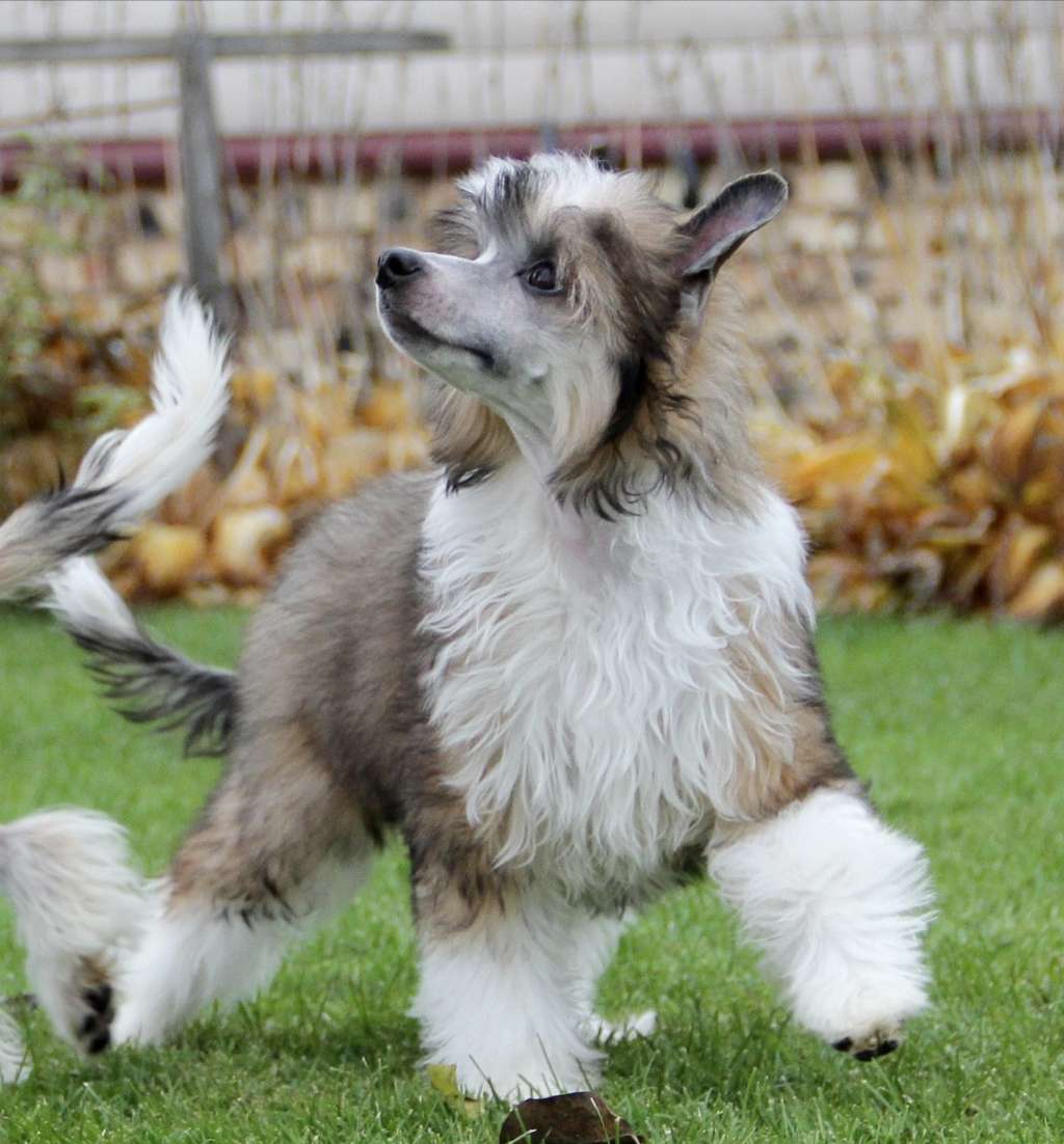 Ilatani Style Ultimatum