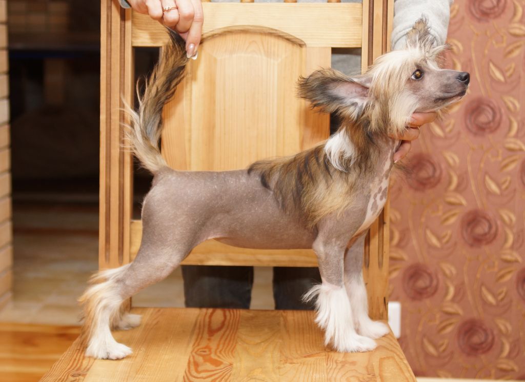 Skarlet Sofistik  Bonus Westtai