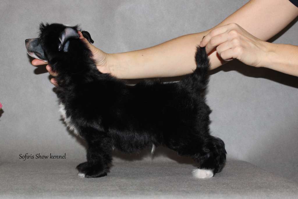 Sofiris Show Nonpareil Charm