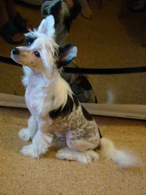 Baikal Dream Armani Magnetism