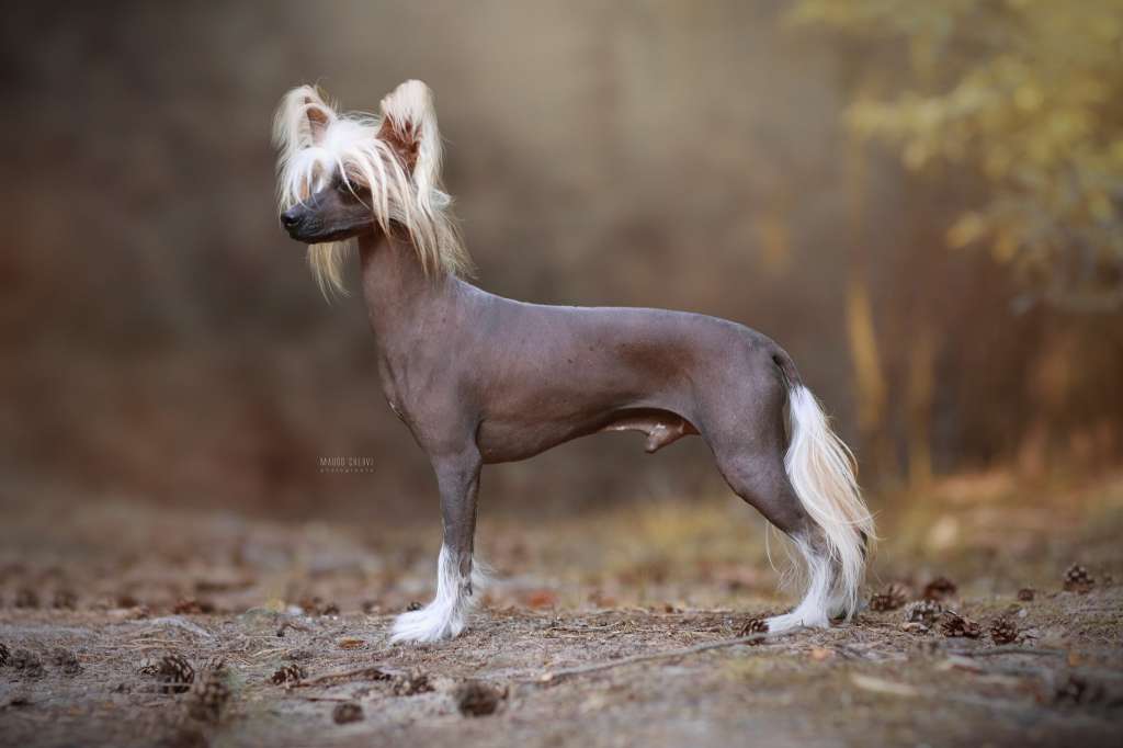 Sasquehanna (fci) Koszonom