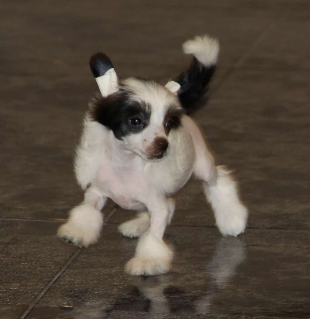 Premier Mari Fortuna