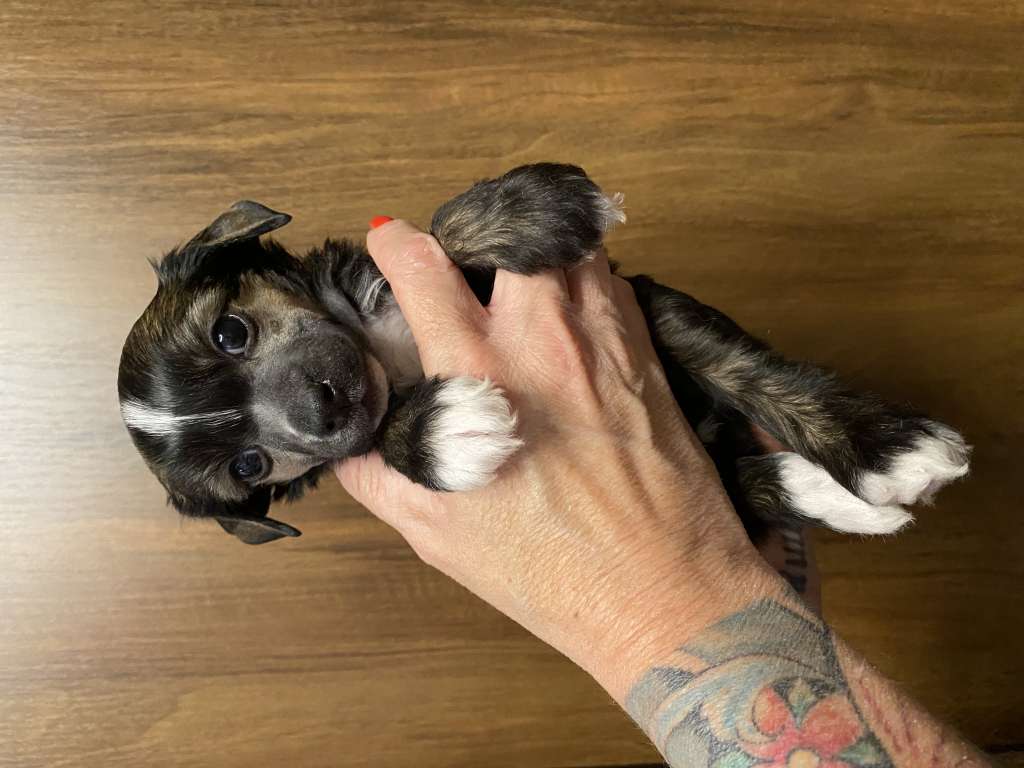 Beauty Of Babs 't Frenske