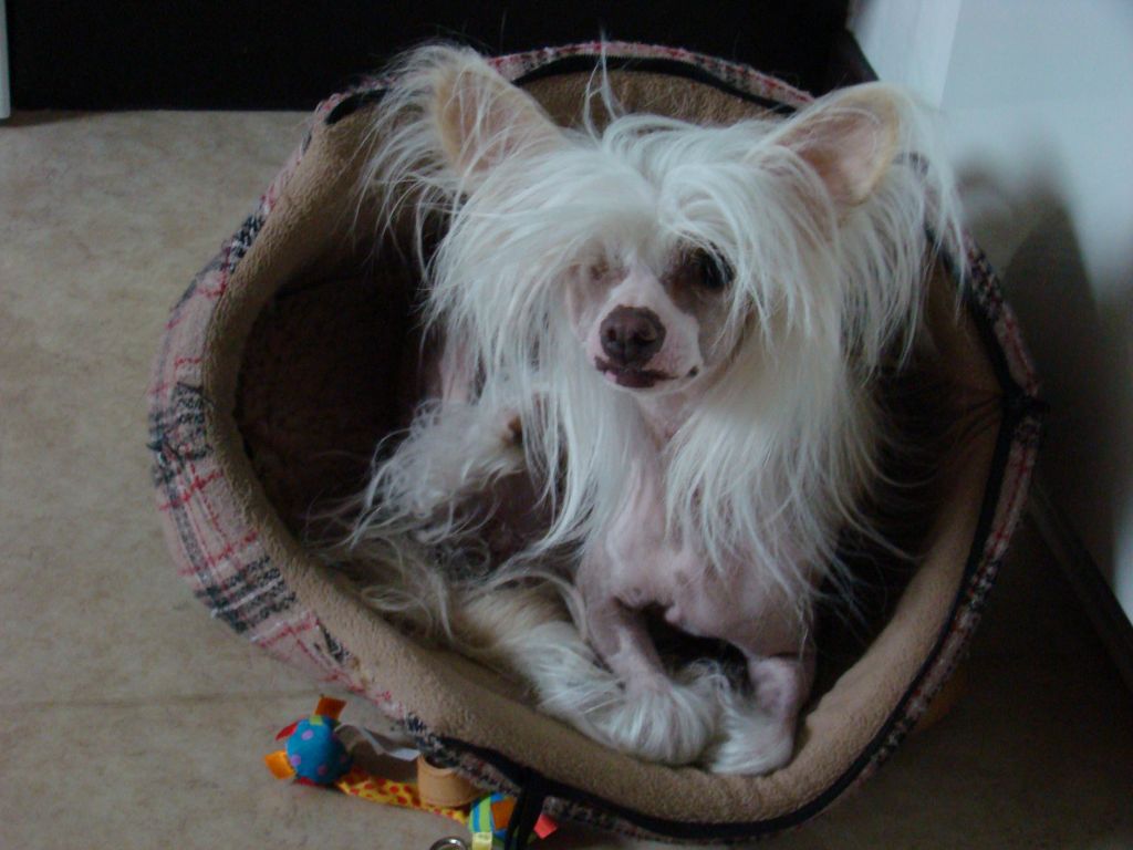 Bellatrix Luckycharm Luna