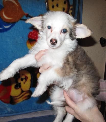 Sharman Vip Pani Shteffi