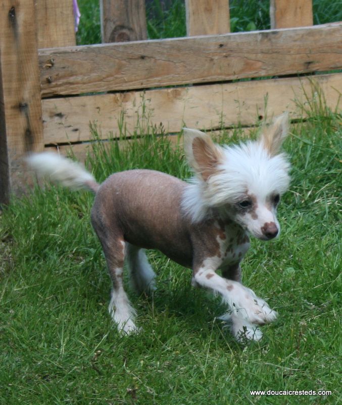 Doucai's  Tasty Bunz