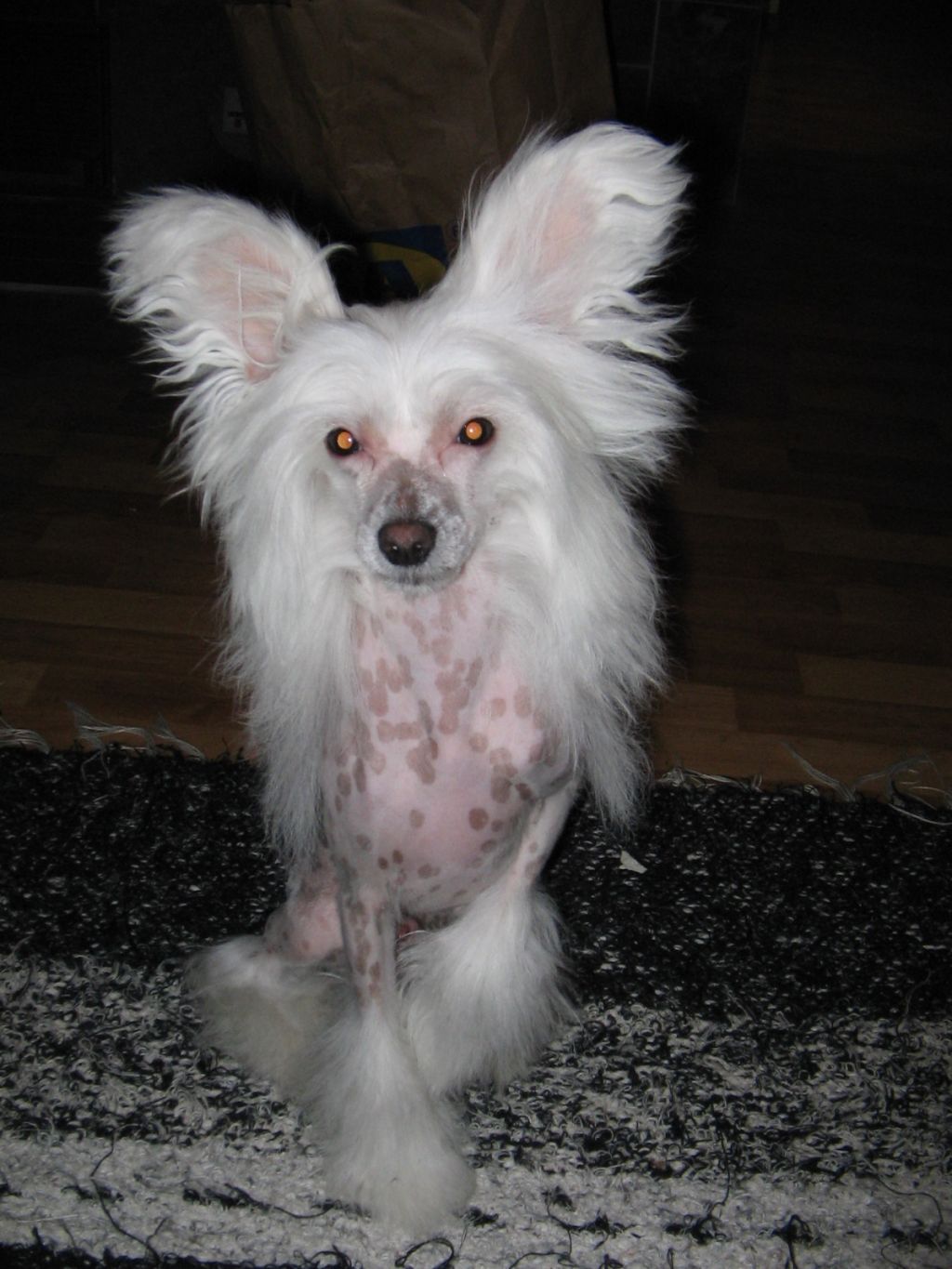 Zhannel's Vroom Vroom