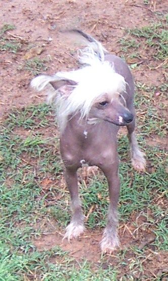 Spiritual - Mosaic Handsome