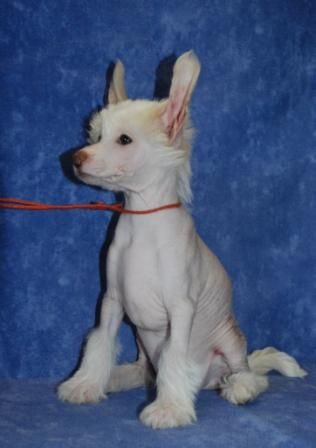 Snou Mirekl Roland for an Oliver