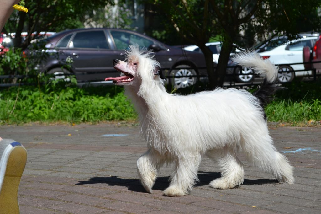 Landkris Zodiac Paroo