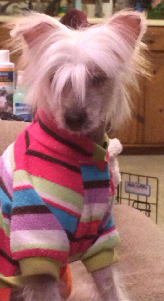 Cosmic's Lovely Liza