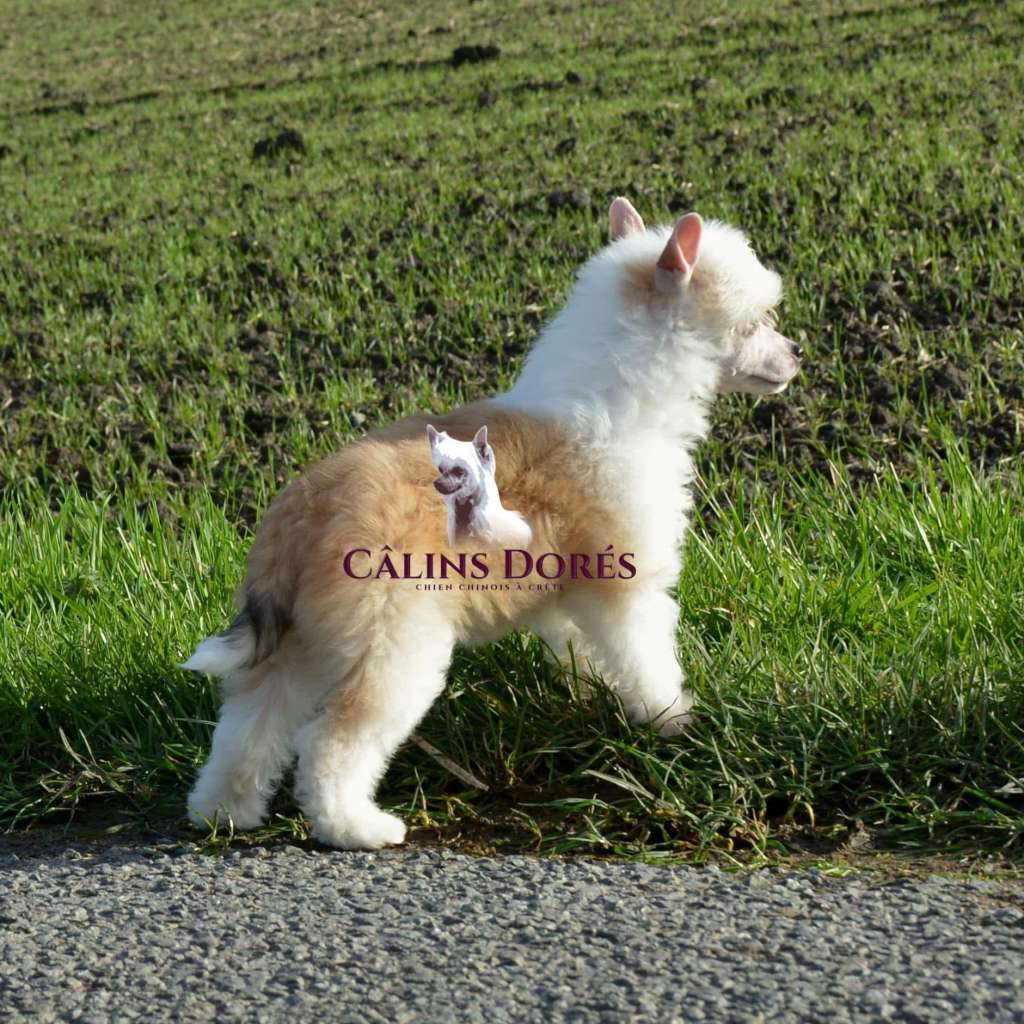 Shayna des calins dores