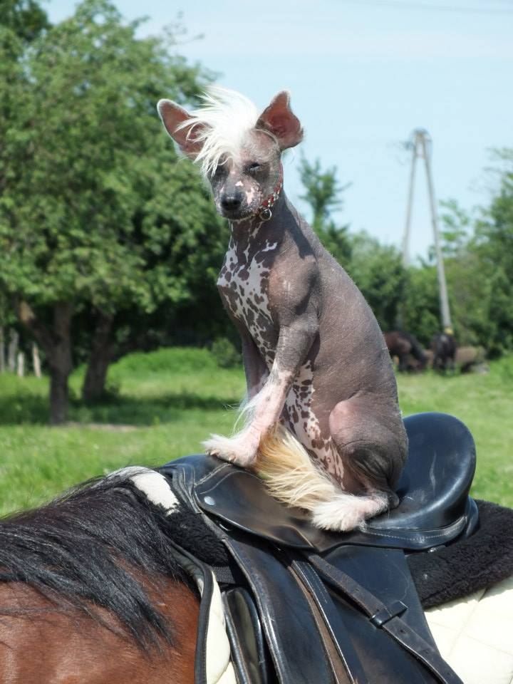 Madame Butterfly z Królestwa Motyli