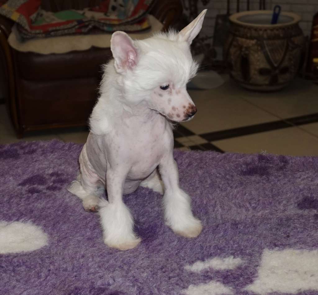 Debbie Planet Of Dream