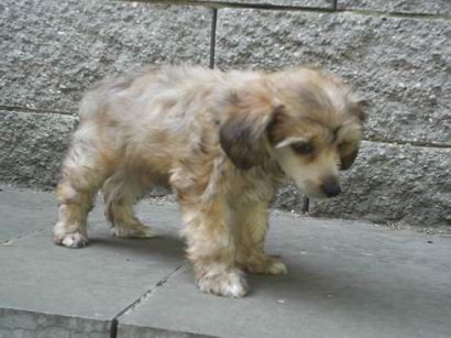 Faris of Sorell Al Maarii Sapphire