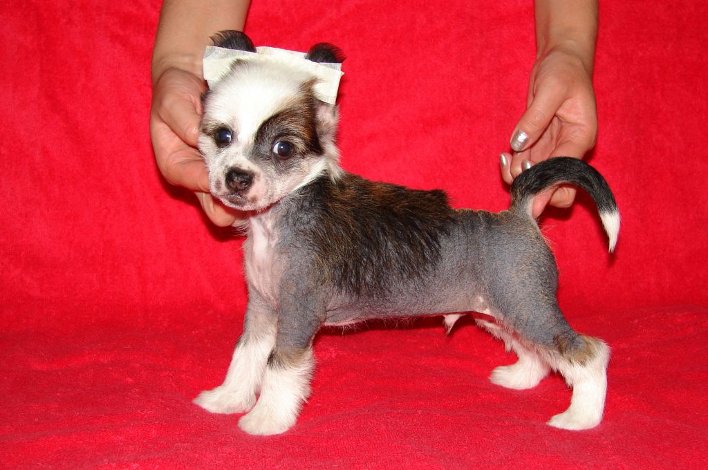 Suvenir Midasa Zvezdniy Malchik