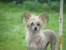 prajna prima belladonna