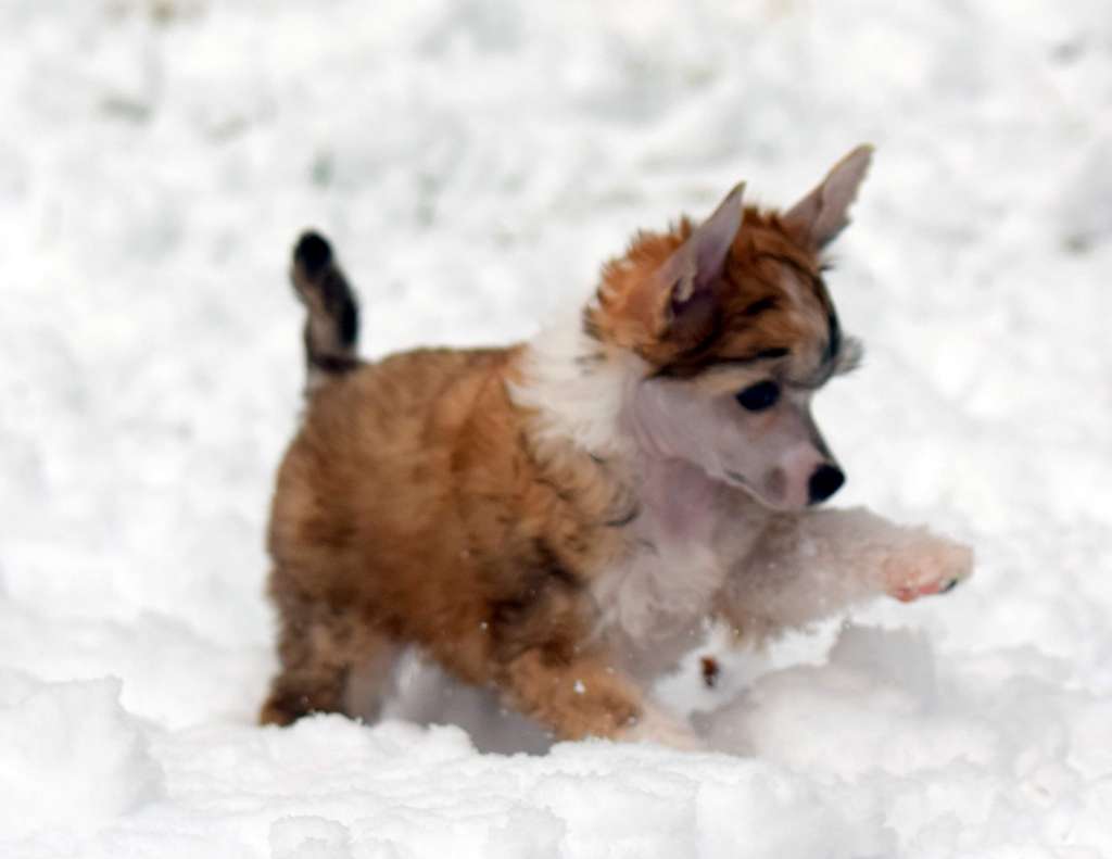 Artic Flyer's Wiggle It