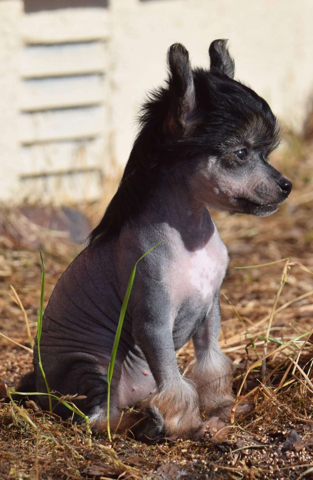 Artic Flyer's Charming Object