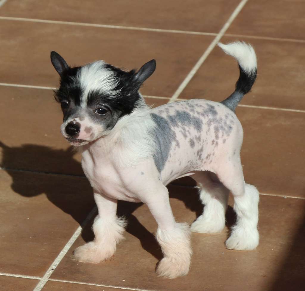 Diamond of fire de Almamasan