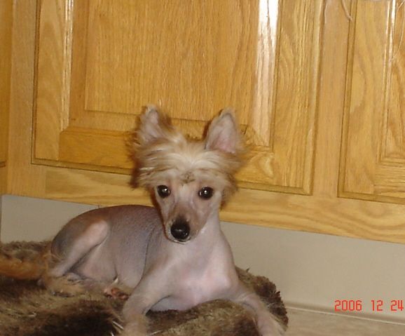 Praygeins Foxtrottin Lenny