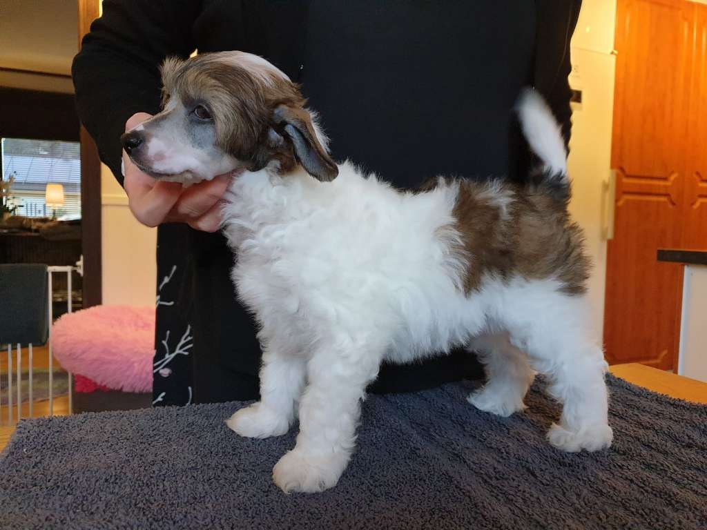 Ridgecrest's Just Watch Me