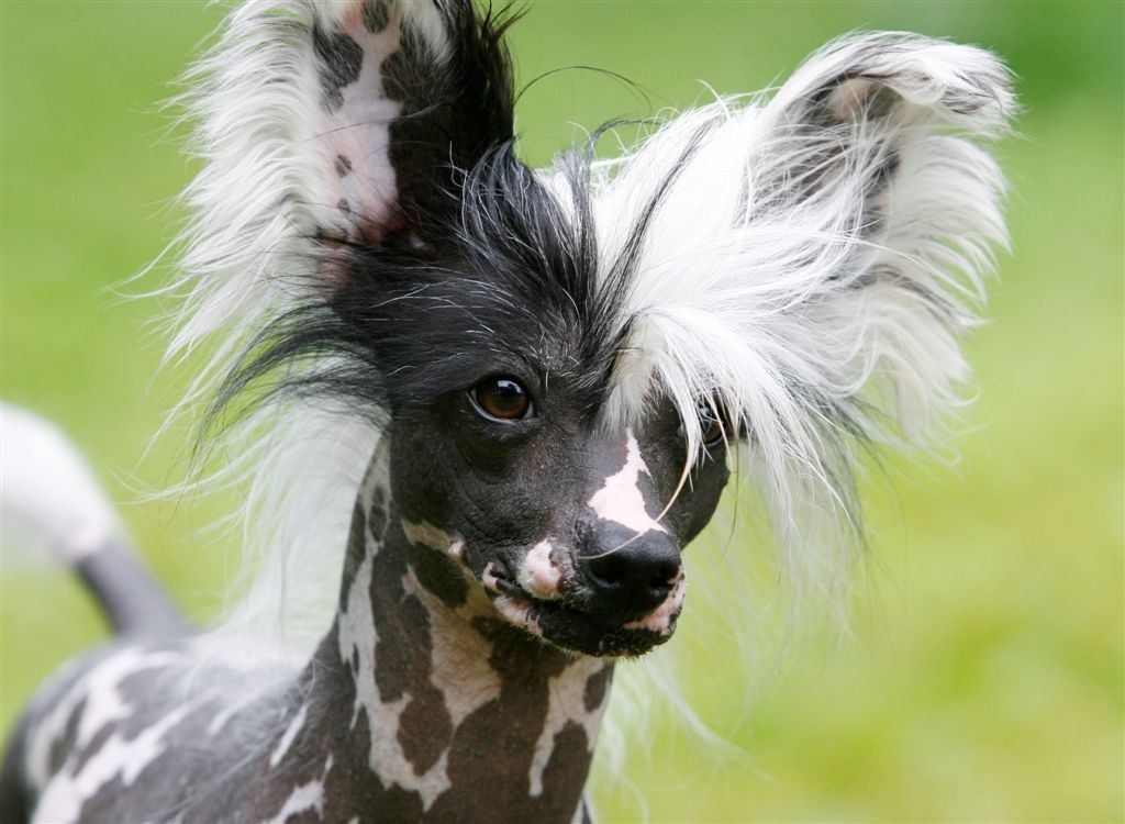 Taijan Dreamer Peter Pan