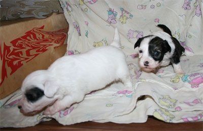 Sippelins Pride Thunder