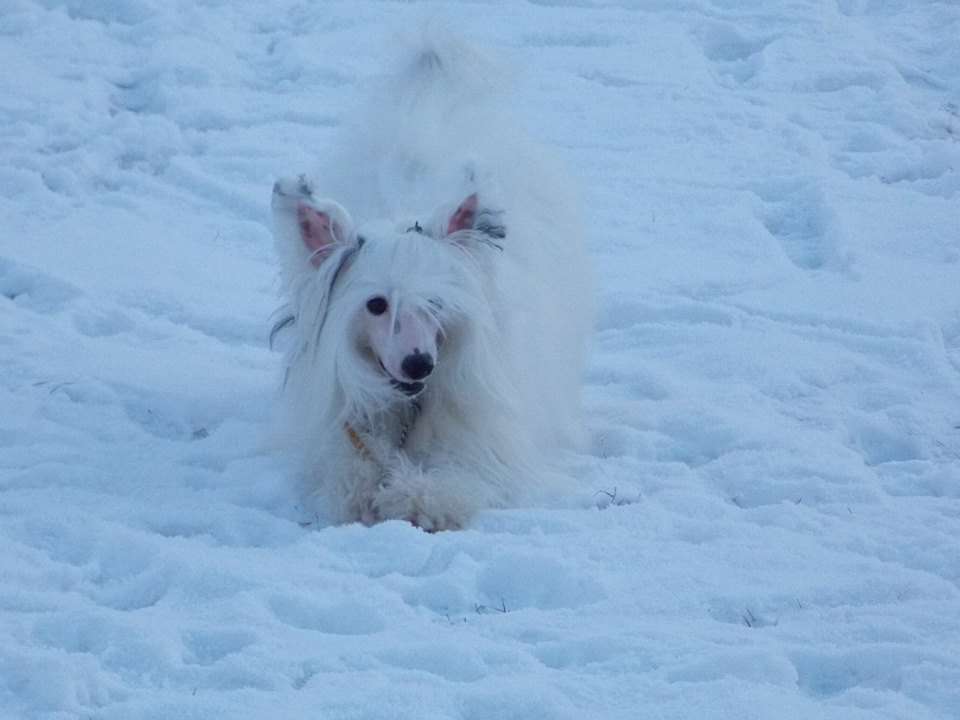 Landkris Irving Stone