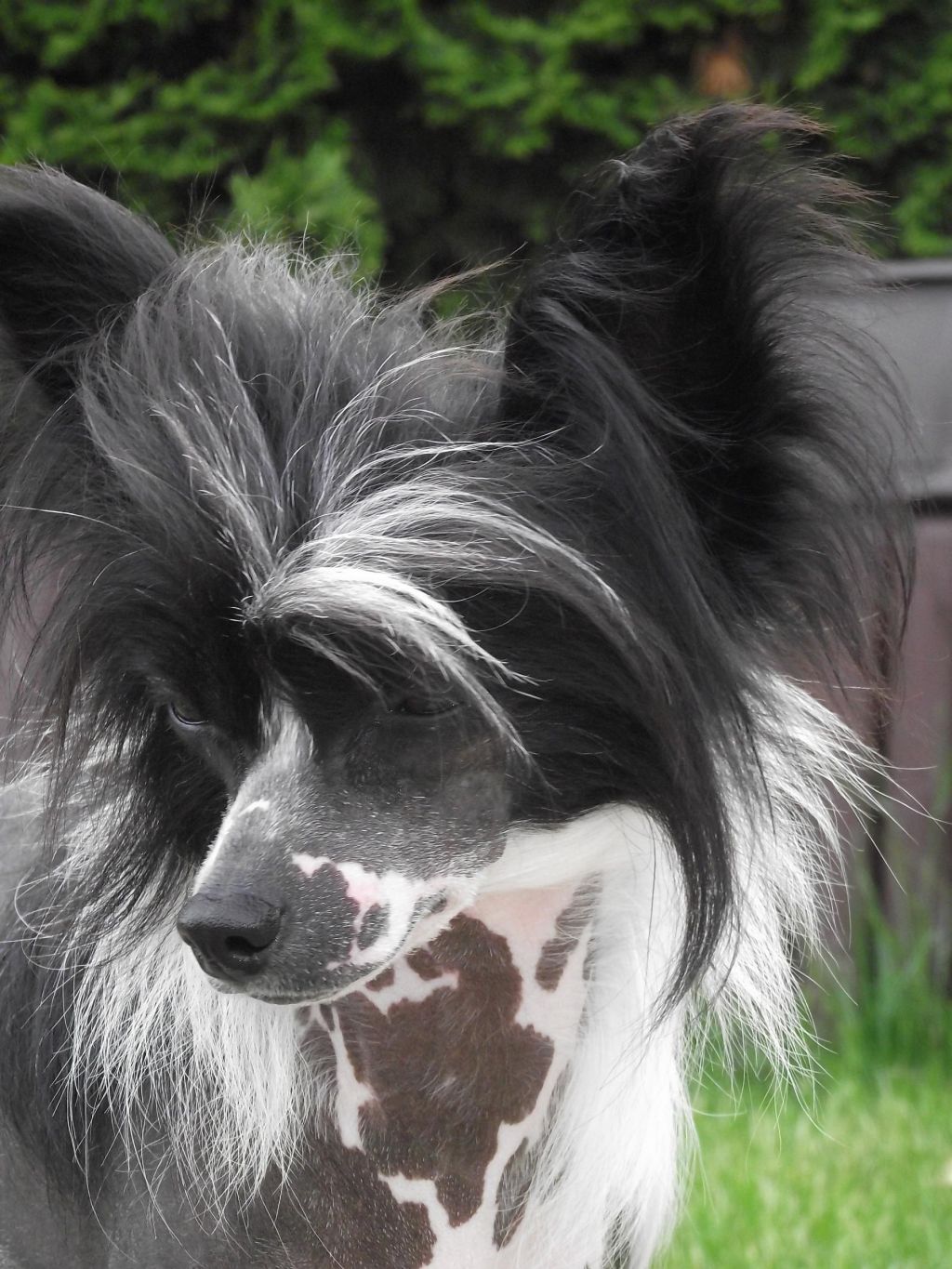 Dynasty of Angels  z Andelovy dlane