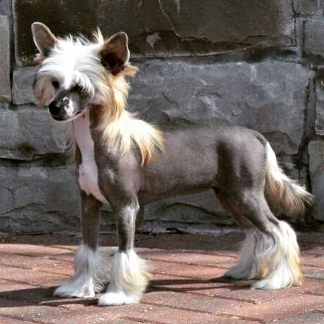 Worka Art - Delende Indian Sunset