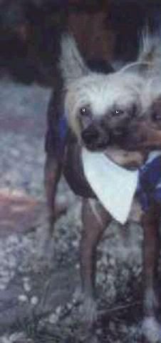 Nakota Ten' T'Ll 'N Bullet ProOf