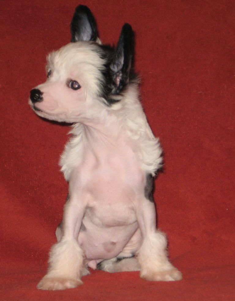 Polar Shane Zest for Best