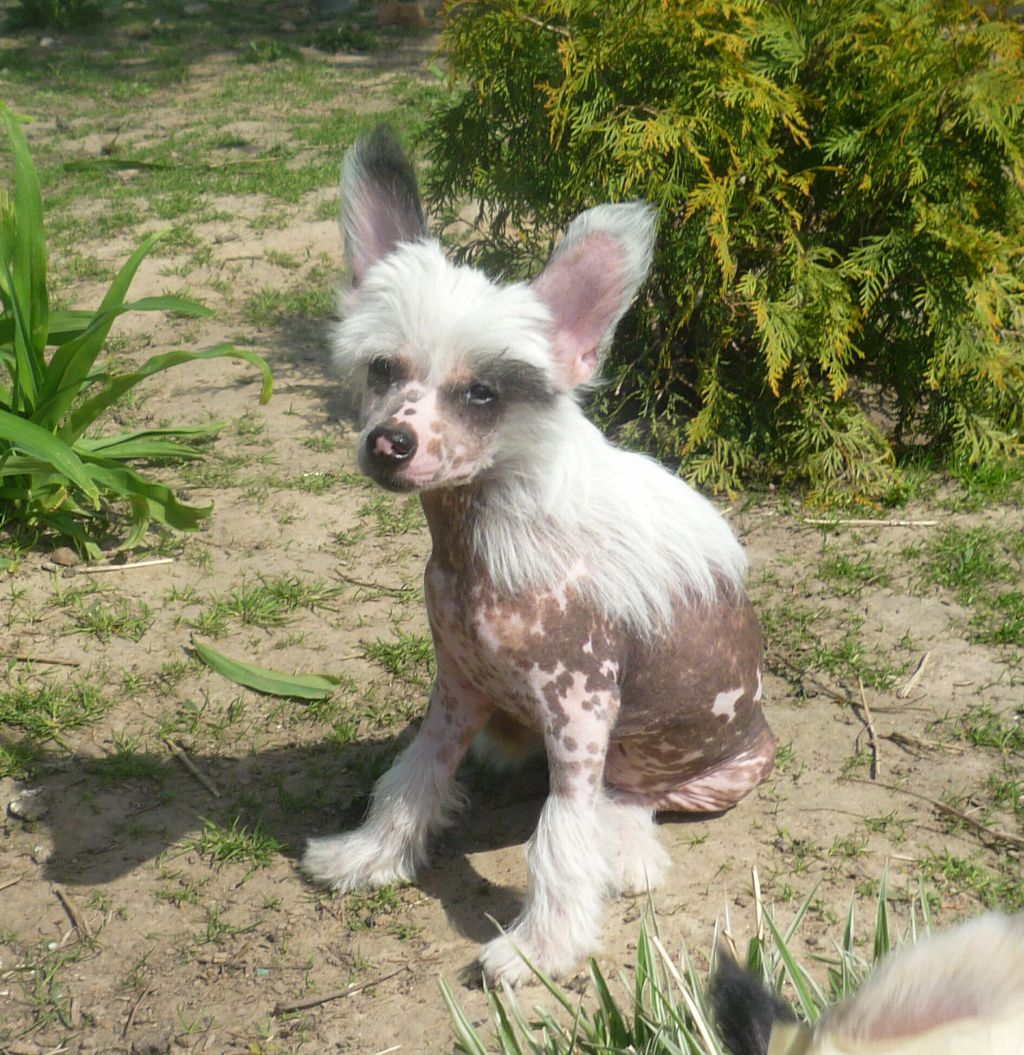 Legion of Dream Walter Strong